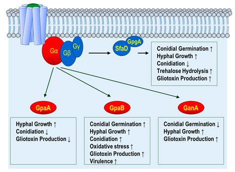 girk|Emerging roles for G protein